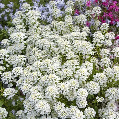Ubiorek 'Alexander's White' Iberis sempervirens