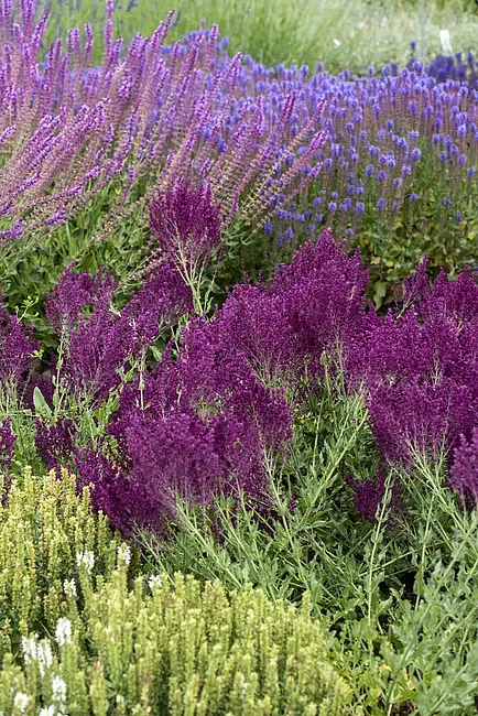 Szałwia omszona 'Schwellenburg' Salvia nemorosa