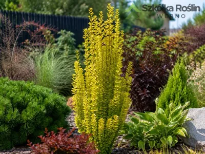 Berberys 'Yellow Tower'® Berberis thunbergii