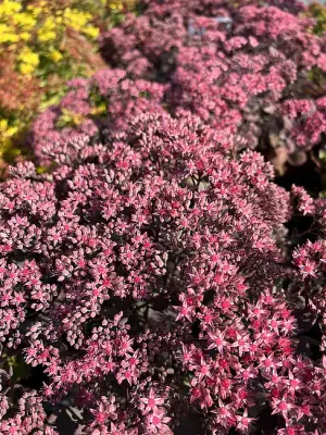 Rozchodnik 'Red Canyon' Sedum cauticola