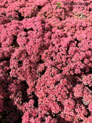 Rozchodnik 'Red Canyon' Sedum cauticola