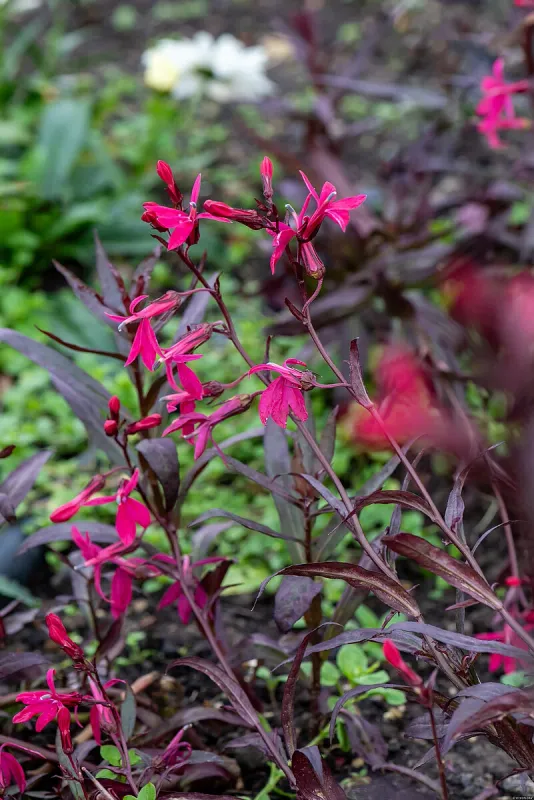 Lobelia okazała 'Russian Princess' Lobelia speciosa