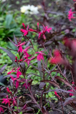 Lobelia okazała 'Russian Princess' Lobelia speciosa