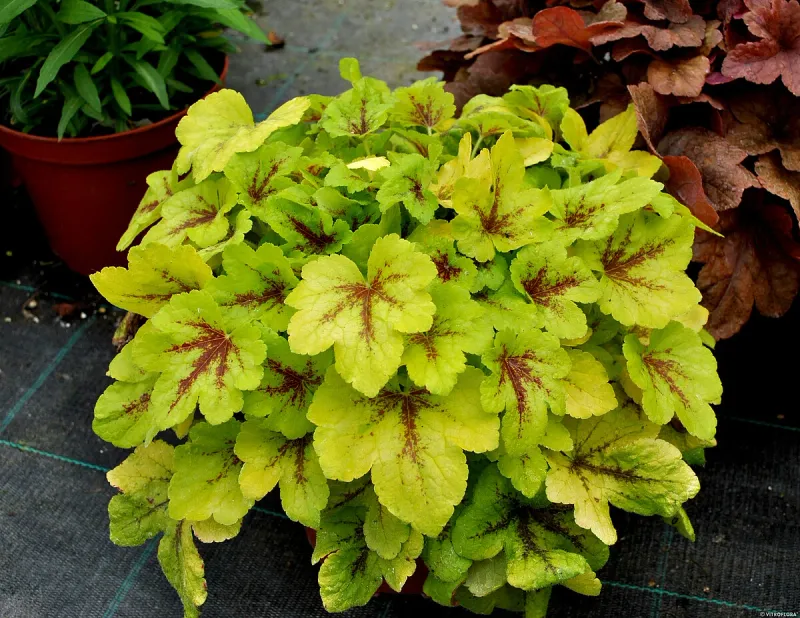 Żuraweczka 'Mojito' Heucherella