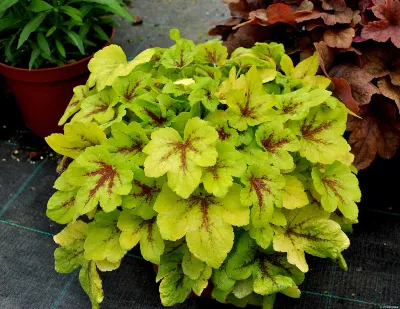 Żuraweczka 'Mojito' Heucherella