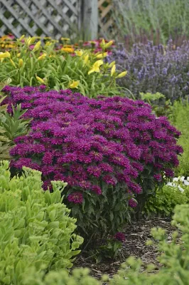 Pysznogłówka 'Sugar Buzz® Grape Gumball' Monarda hybrida