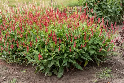 Rdest himalasjki 'Ample Vibrant Red' Persicaria amplexicaulis