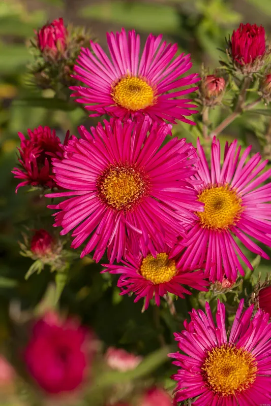 Aster nowoangielski 'Andenken am Alma Potschke' Aster novae-angliae