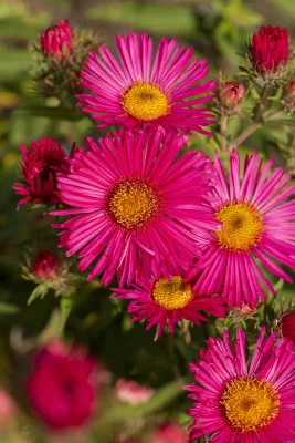 Aster nowoangielski 'Andenken am Alma Potschke' Aster novae-angliae