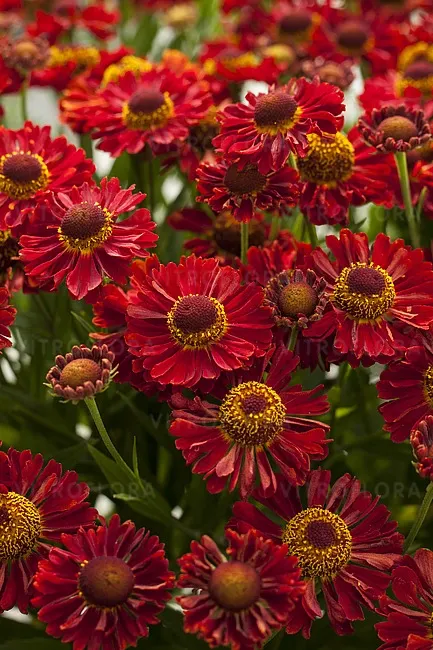 Dzielżan 'Ranchera' Helenium