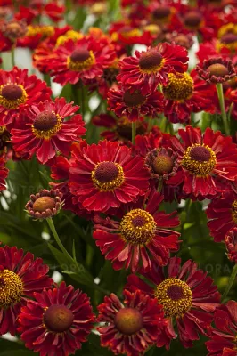 Dzielżan 'Ranchera' Helenium