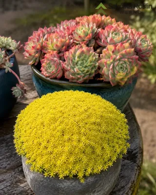 Rozchodnik 'Tokyo Sun' Sedum