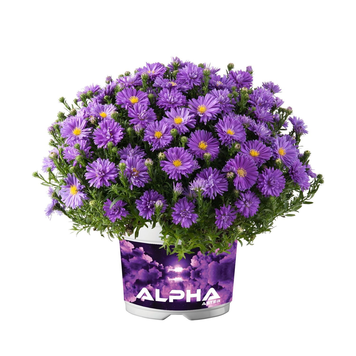 Aster 'Alpha® Dark Purple Launch' Aster dumosus