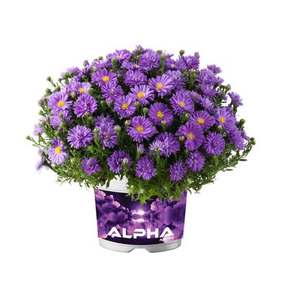 Aster 'Alpha® Dark Purple Launch' Aster dumosus