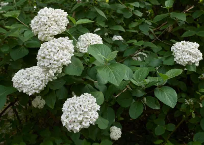 Kalina angielska na pniu Viburnum carlcephalum