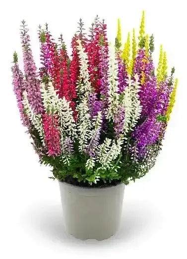 Wrzos 'Smixies® Garden Girls®' Calluna vulgaris