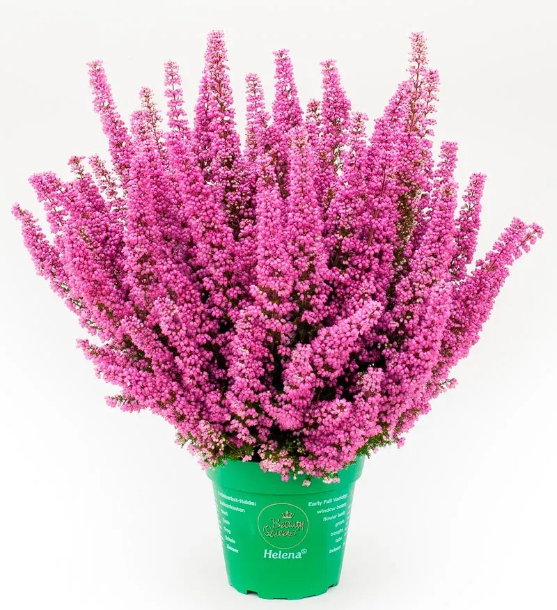 Wrzosiec wielkokwiatowy różowy 'Beauty Queens® Helena' Erica gracillis