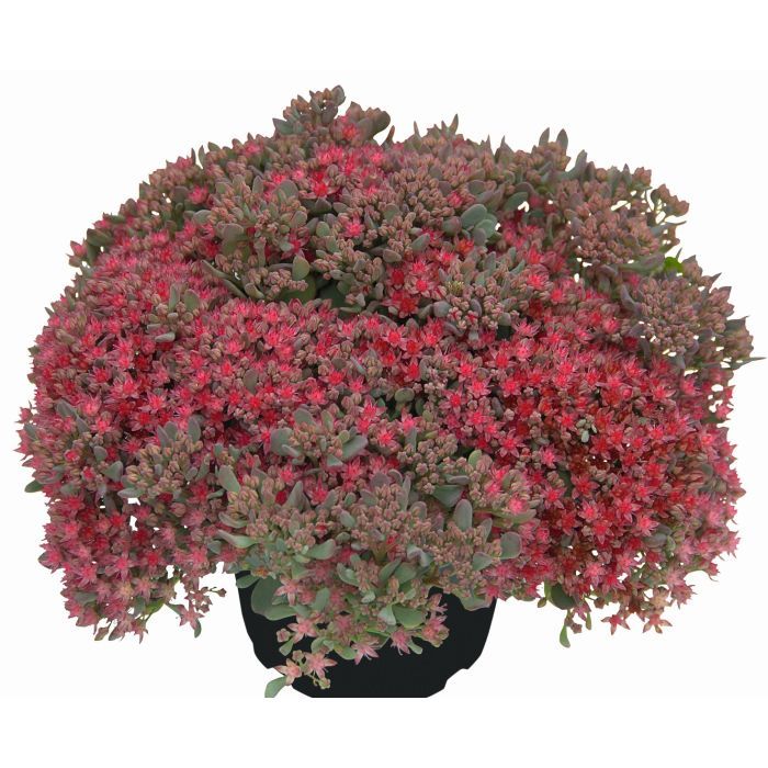 Rozchodnik 'Rocky' Sedum