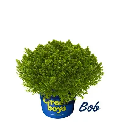 Hebe 'Green Boys Bob'