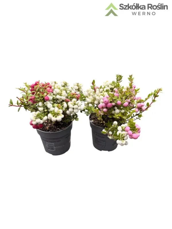 Golteria chilijska kolorowa Gaultheria mucronata
