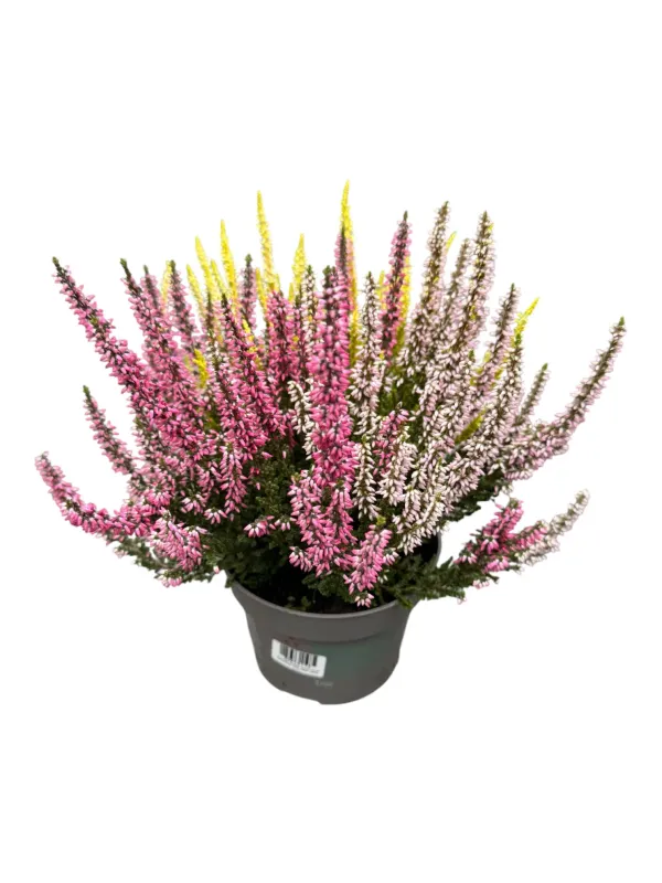 Kompozycja Wrzosowa Beauty Ladies® Trio Red-Rose-Yellow Calluna vulgaris