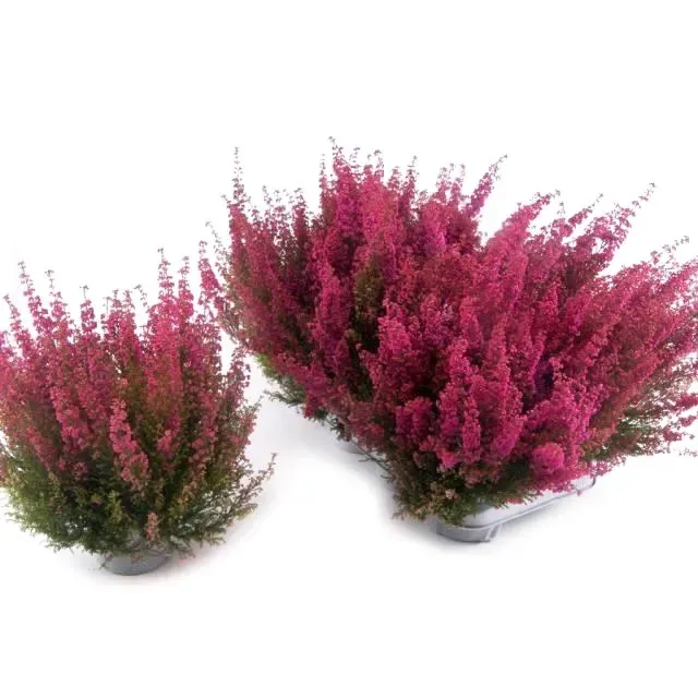 Wrzosiec wielkokwiatowy czerwony Erica gracillis