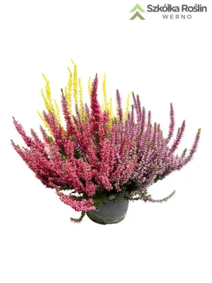 Wrzos kolorowy Starlight® Trio Red-Yellow-Lila Beauty Ladies® Calluna vulgaris