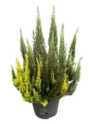 Wrzos Skyline® SkyFive Calluna vulgaris