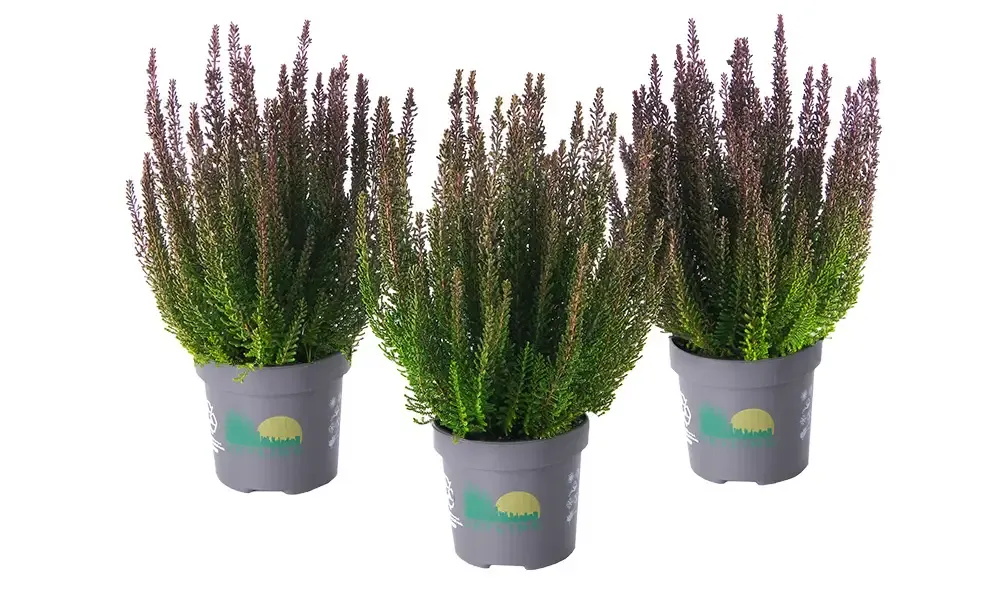 Wrzos Skyline® 'Montreal' zielony Calluna vulgaris