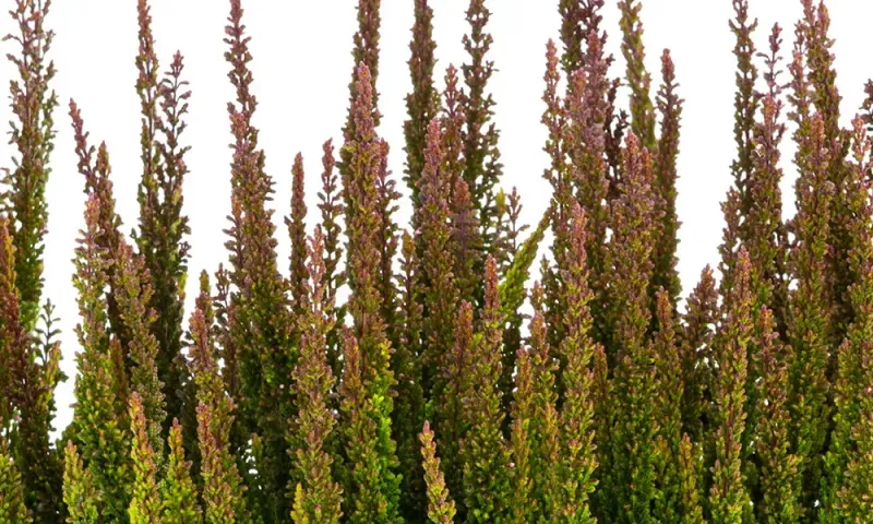 Wrzos Skyline® 'Pretoria' zielony Calluna vulgaris