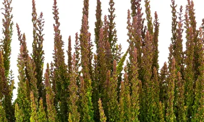 Wrzos Skyline® 'Pretoria' zielony Calluna vulgaris