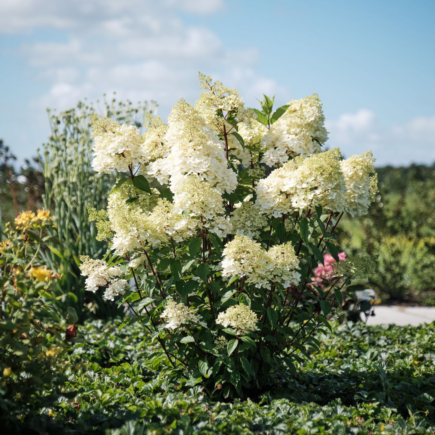 Hortensja bukietowa 'Magical Andes' Hydrangea paniculata