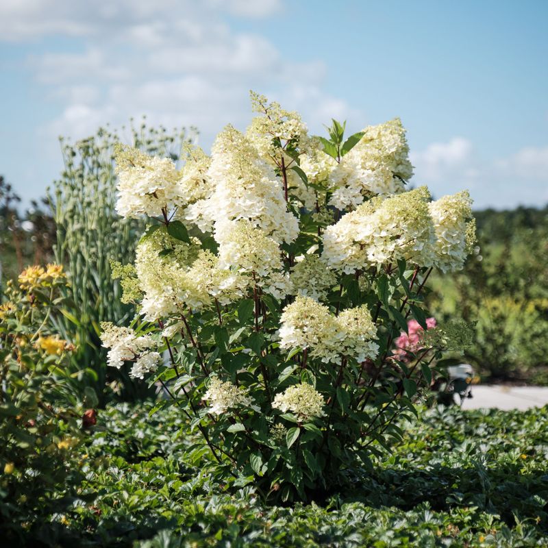 Hortensja bukietowa 'Magical Andes' Hydrangea paniculata