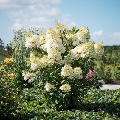 Hortensja bukietowa 'Magical Andes' Hydrangea paniculata