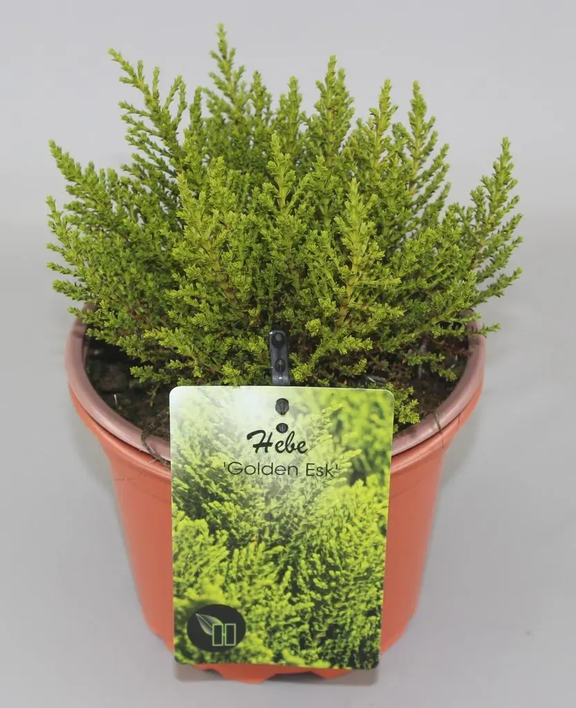 Hebe 'Golden Esk'