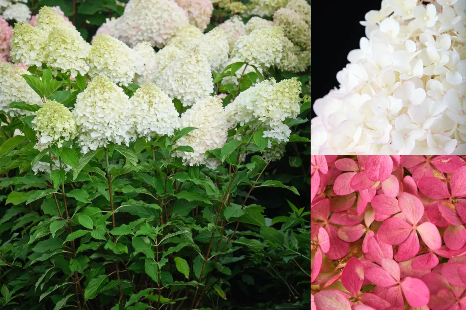 Hortensja bukietowa 'Magical Mount Fuji' Hydrangea paniculata