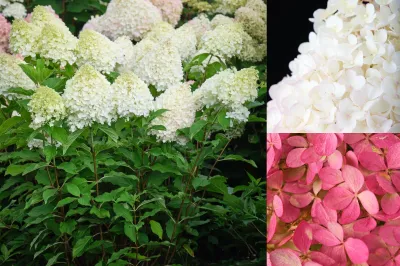 Hortensja bukietowa 'Magical Mount Fuji' Hydrangea paniculata