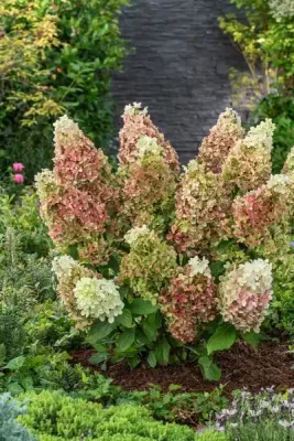 Hortensja bukietowa 'Ruby Hobbit' Hydrangea paniculata