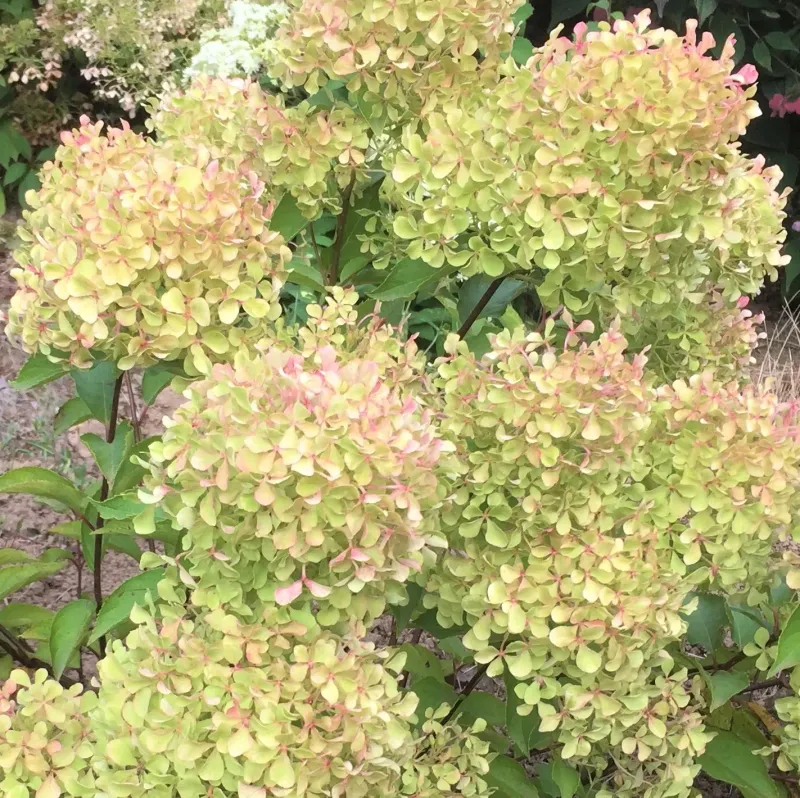 Hortensja bukietowa 'Romantic Ace'® Hydrangea paniculata
