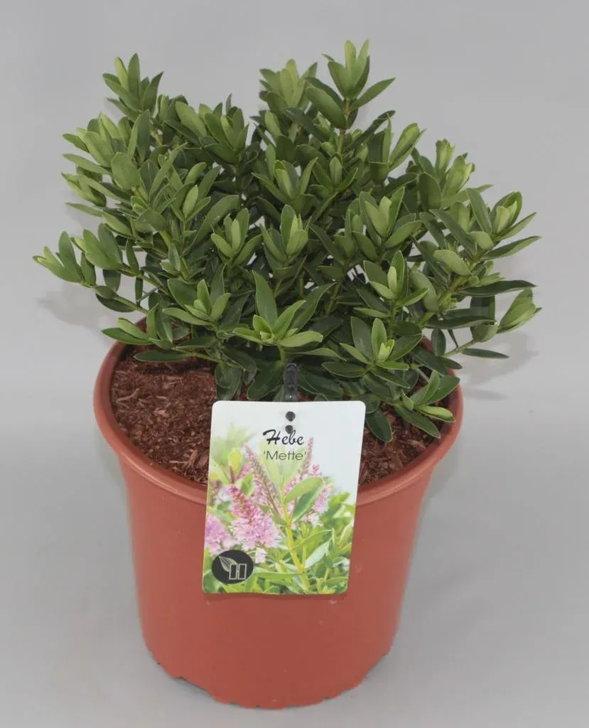 Hebe 'Mette'