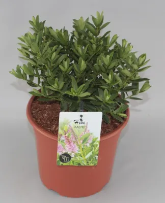 Hebe 'Mette'