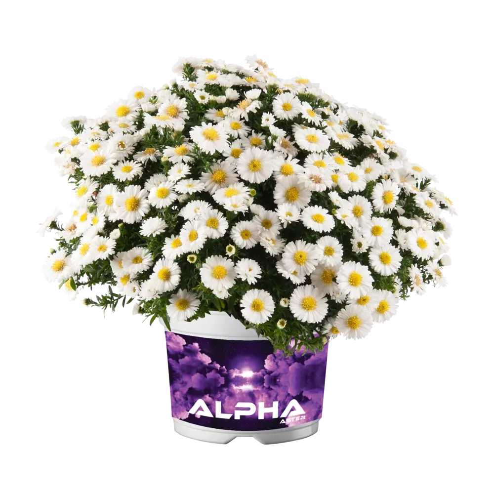 Aster 'Alpha® White' Aster dumosus