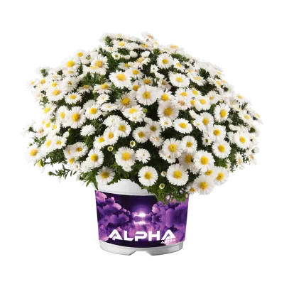 Aster 'Alpha® White' Aster dumosus