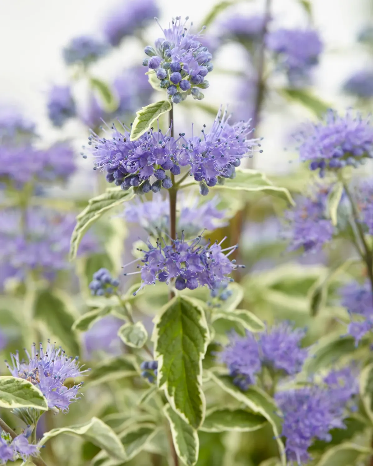 Barbula 'White Surprise' Caryopteris