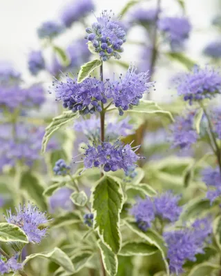 Barbula 'White Surprise' Caryopteris