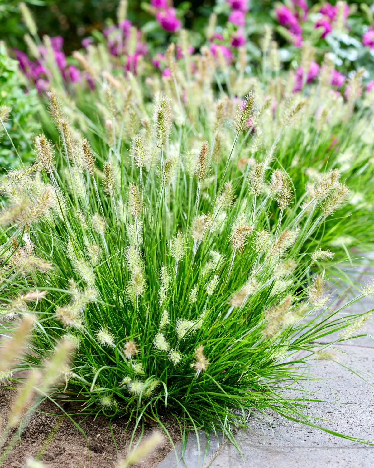Rozplenica 'Tiny Twinkler' Pennisetum