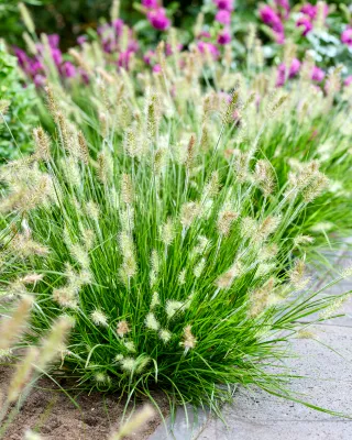 Rozplenica 'Tiny Twinkler' Pennisetum
