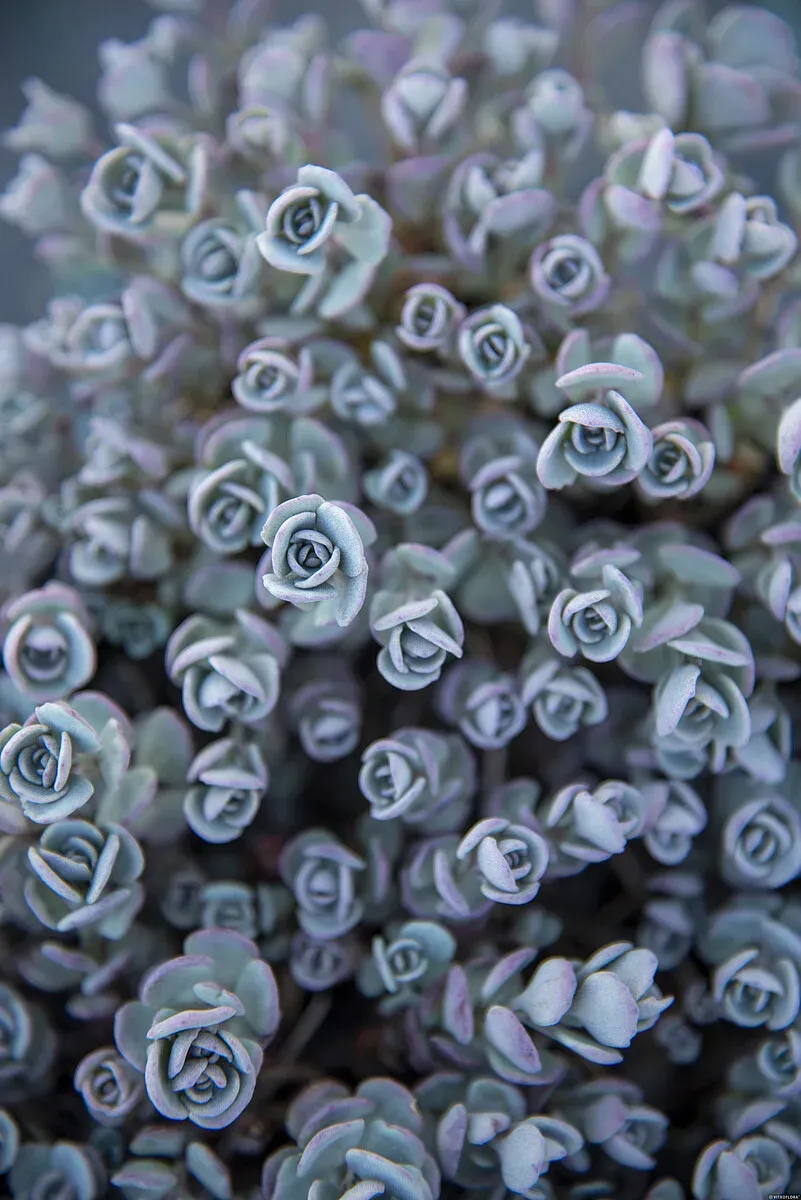 Rozchodnik naskalny Sedum cauticola