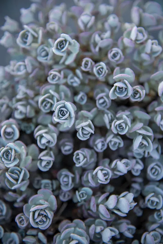 Rozchodnik naskalny Sedum cauticola