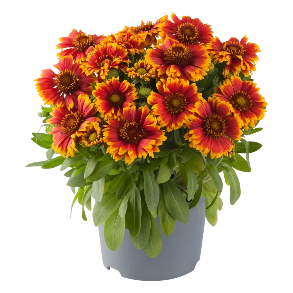 Gaillardia 'Guapa Tango Bicolour' Gaillardia aristata